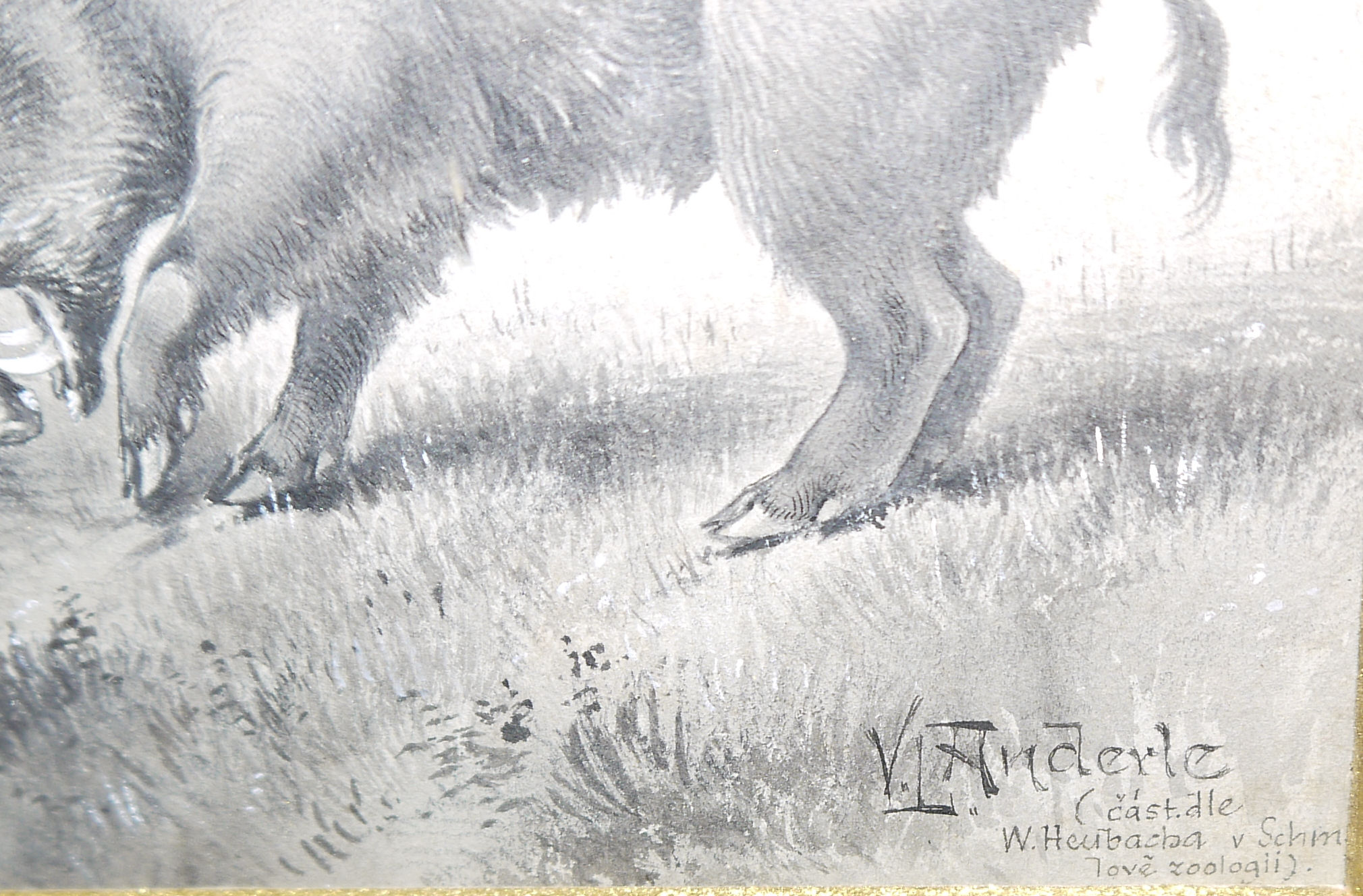 0439-Václav Anderle, Wildscheine & Rotwild, zwei lavierte Tuschezeichnungen, alt gerahmt & Wildschwein- Tischklingel sowie Schrotflinte en miniature des 19. Jhs., beide aus Bronze - Image 6