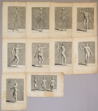 0694-Philipp Galle, 10 rare, anatomische Kupferstiche, dabei 7 "Écorchés" (Körper ohne Haut u.a.), Antwerpen um 1590