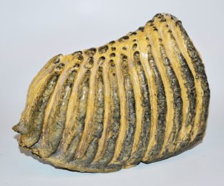 1063-Mammutzahn, ca. 30000-40000 Jahre alt