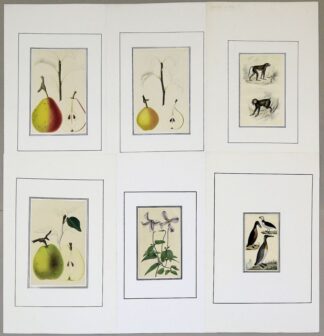 0778-Große Sammlung kolorierte Stiche Vögel, Tiere, Obst und Blumen, 18./19.Jh.